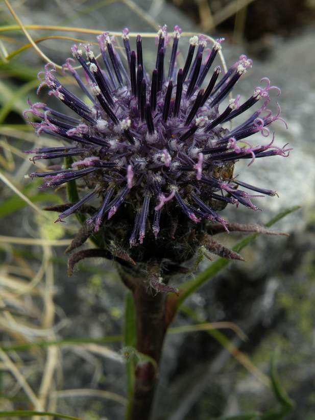 Image of Saussurea schanginiana specimen.