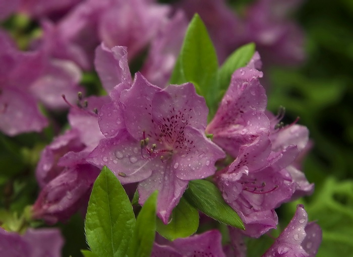 Image of Rhododendron poukhanense specimen.