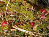 Oxycoccus palustris. Прошлогодние ягоды на болотце среди соснового леса. Это обычное явление для клюквы болотной. Окрестности Санкт-Петербурга, Песочное. 3 мая 2004 г.