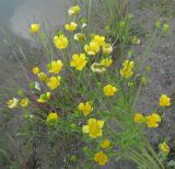 genus Ranunculus. Соцветие. Окр. Архангельска, у канавы. 16.06.2011.