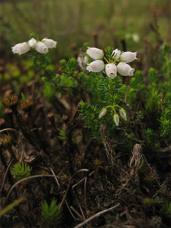Image of Erica cinerea specimen.