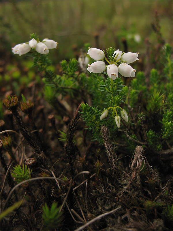 Изображение особи Erica cinerea.