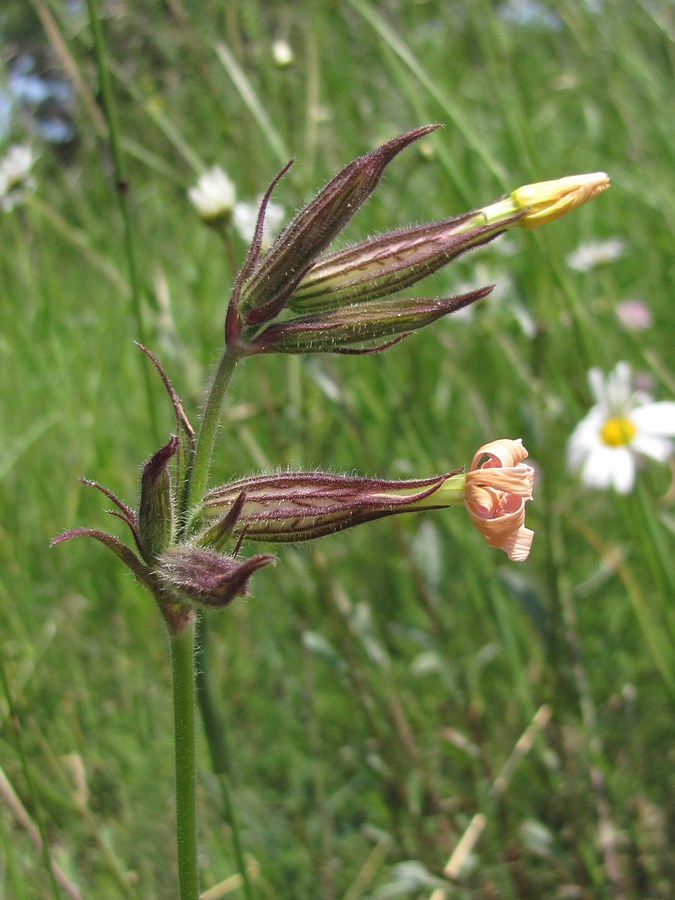 Изображение особи Silene noctiflora.