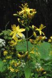 Hypericum hirsutum