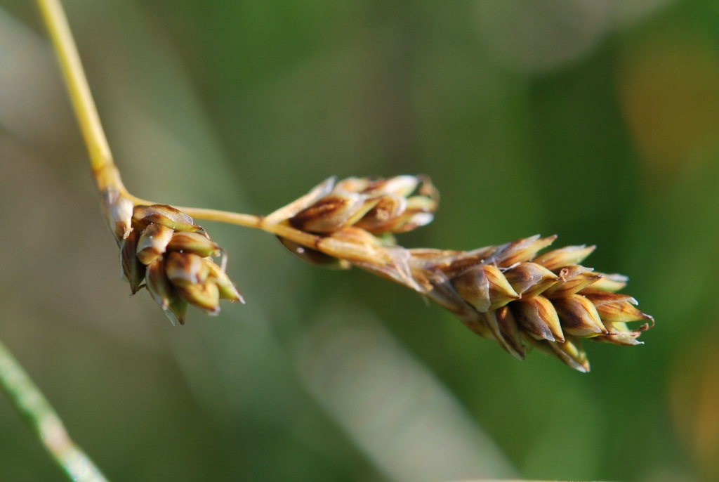 Изображение особи Carex glareosa.