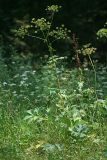 Heracleum sibiricum. Плодоносящее растение. Республика Татарстан, Волжско-Камский заповедник. 25.07.2011.