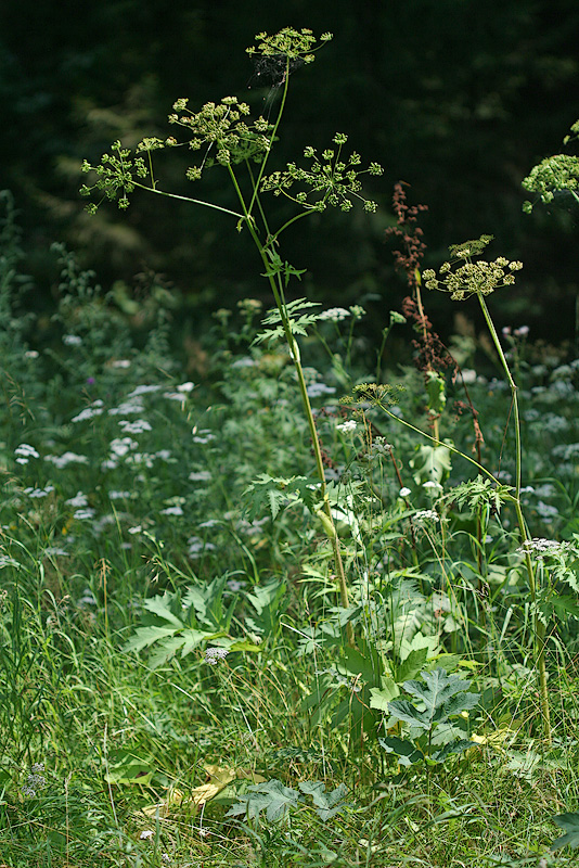 Изображение особи Heracleum sibiricum.