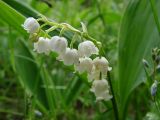 Convallaria majalis. Соцветие. Московская обл., Раменский р-н, Хрипань, опушка смешаного леса. 12.06.2003.