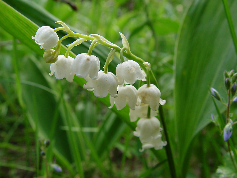 Изображение особи Convallaria majalis.