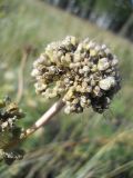 Allium nutans