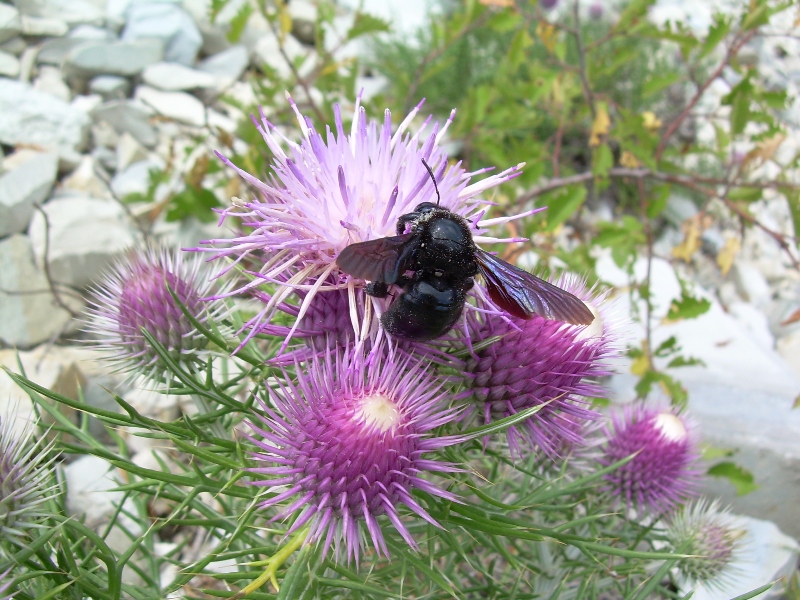 Изображение особи Lamyra echinocephala.