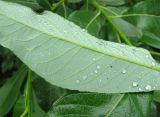 Salix × laurina. Характер опушения нижней стороны листа. Ярославская обл., Некоузский р-н, пос. Новый Некоуз, берег р. Ильд. 15.06.2011.