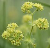 Alchemilla monticola. Ветвь соцветия. Гипантии негусто опушены, есть единичные волоски в нижней части цветоножек. Ленинградская обл., Лужский р-н, окр. д. Кемка, луг на высокой гриве между центральной и притеррасной частями поймы р. Луги. 15.06.2010.