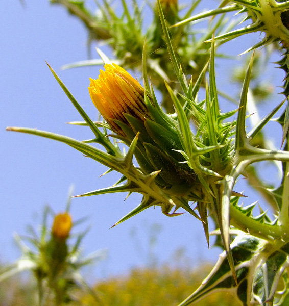 Изображение особи Scolymus maculatus.