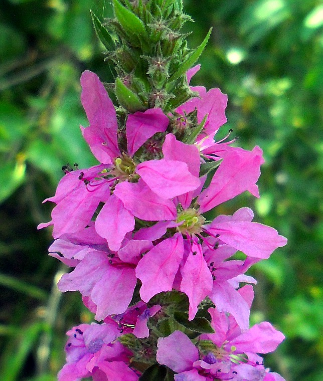 Image of Lythrum salicaria specimen.