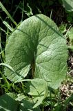 Ligularia thomsonii