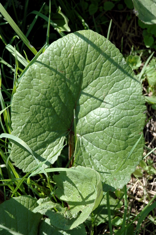 Image of Ligularia thomsonii specimen.