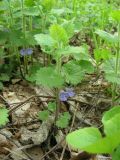 Glechoma hederacea