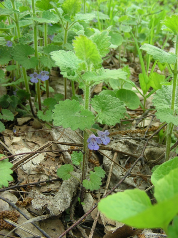 Изображение особи Glechoma hederacea.