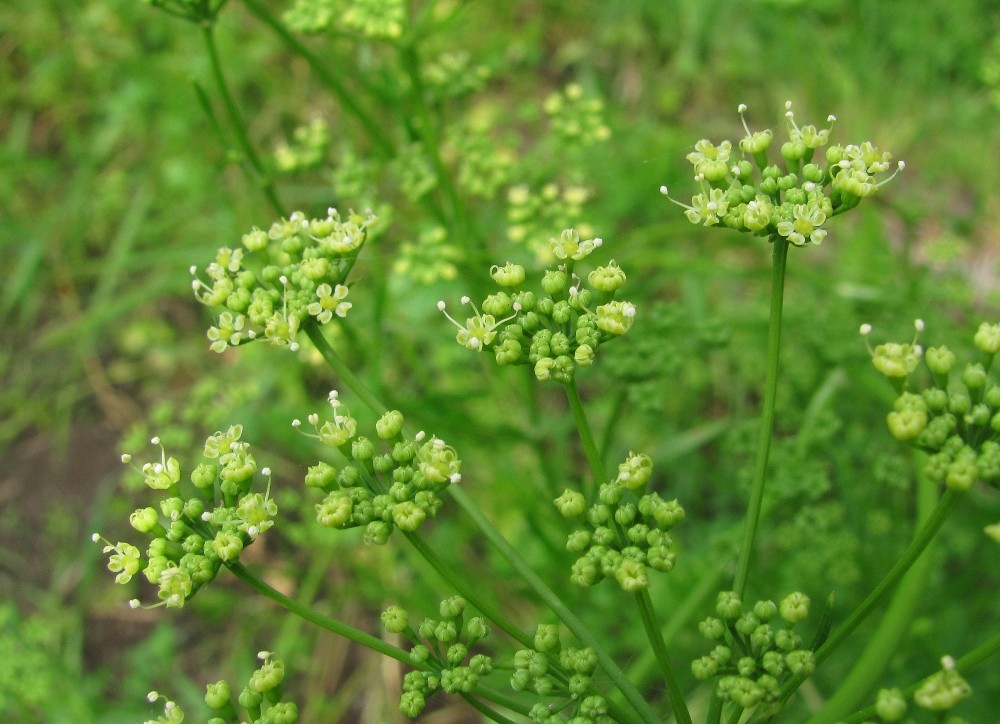 Изображение особи Petroselinum crispum.