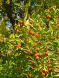 Ziziphus jujuba