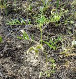 Astragalus campylotrichus