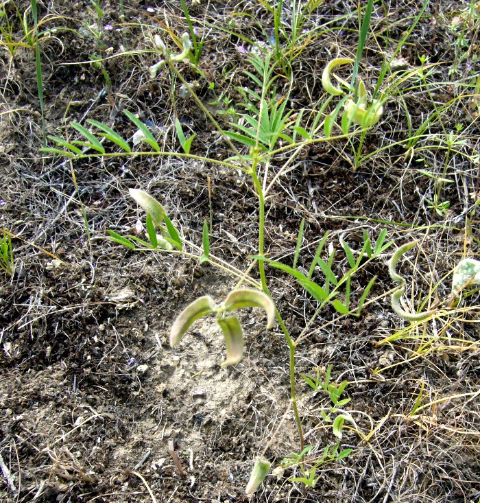 Изображение особи Astragalus campylotrichus.