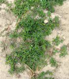 Portulaca oleracea