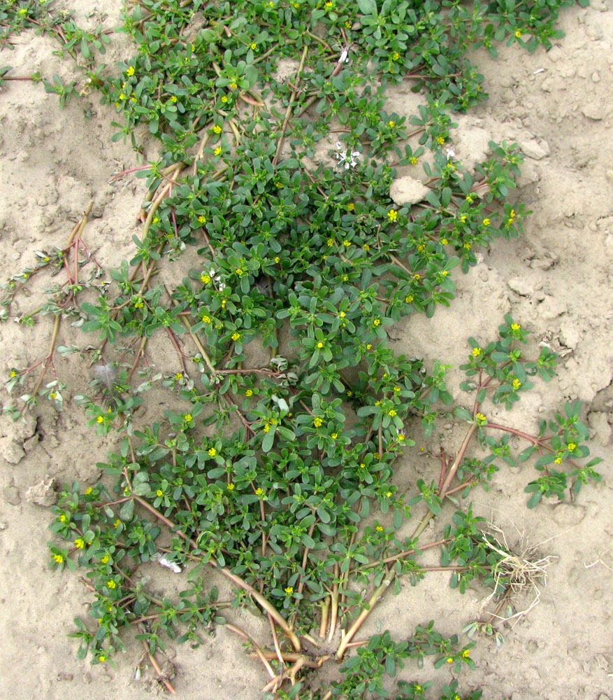 Image of Portulaca oleracea specimen.