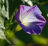 Ipomoea tricolor