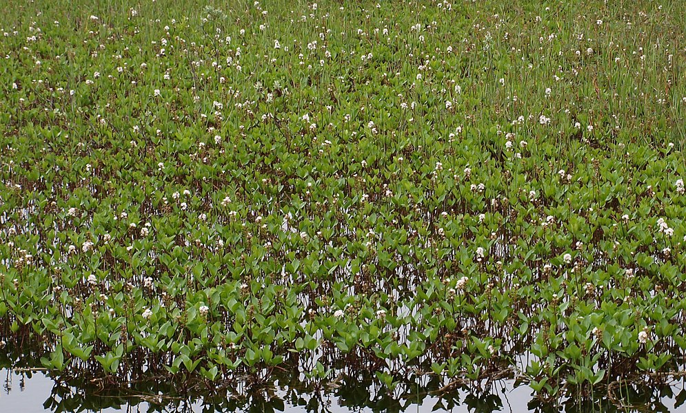 Image of Menyanthes trifoliata specimen.