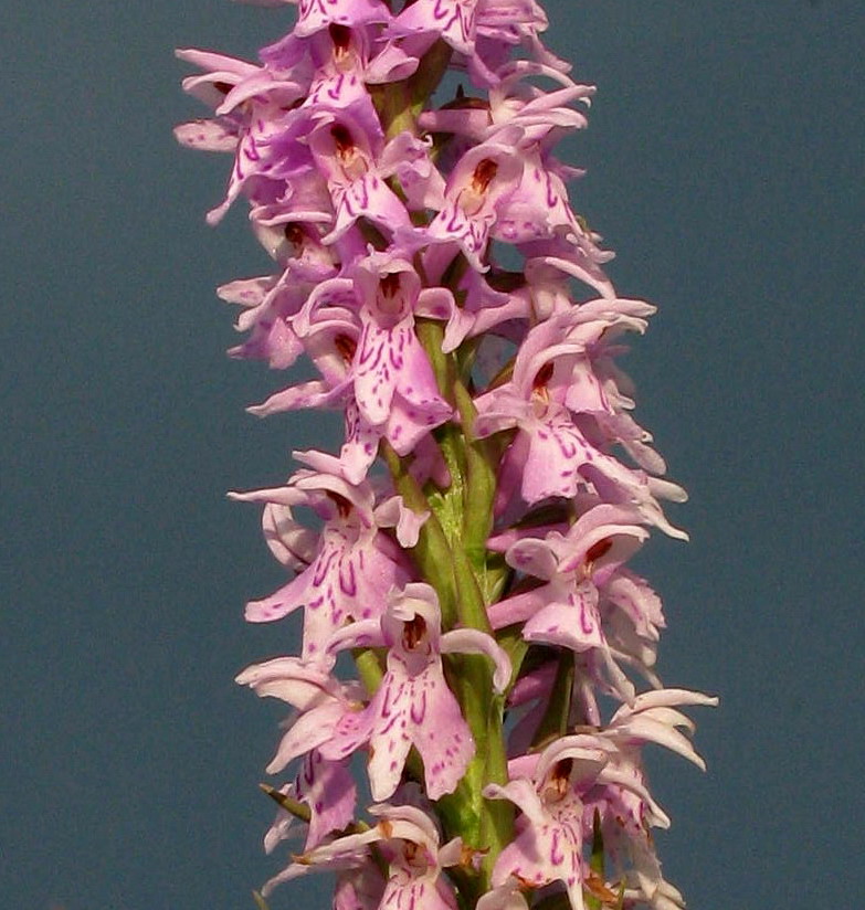 Image of Dactylorhiza fuchsii specimen.