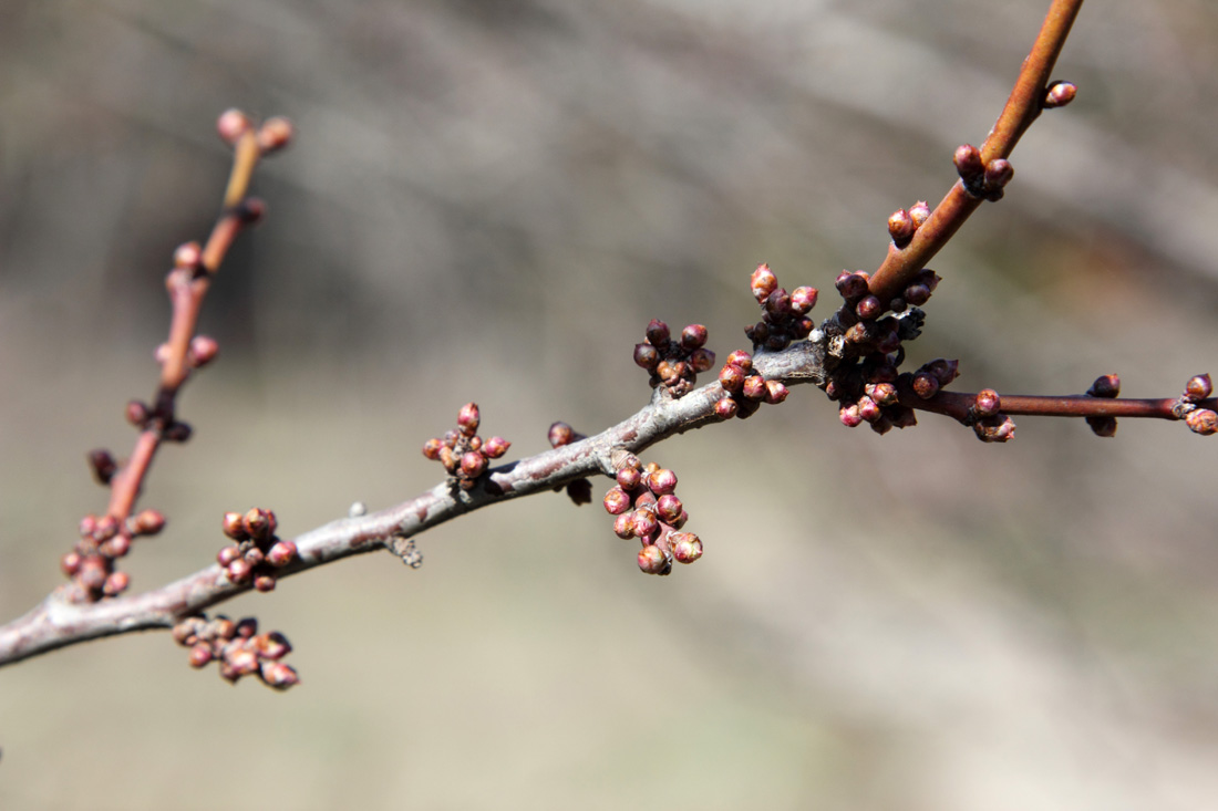 Изображение особи Prunus cerasifera.
