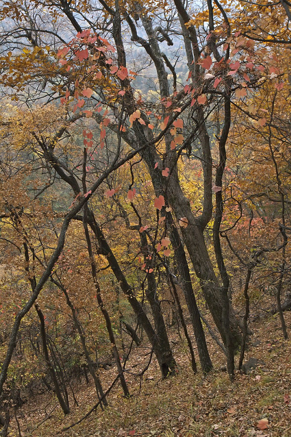 Image of Vitis amurensis specimen.