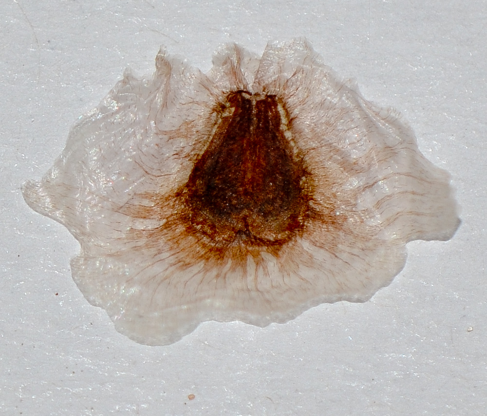 Image of Jacaranda mimosifolia specimen.