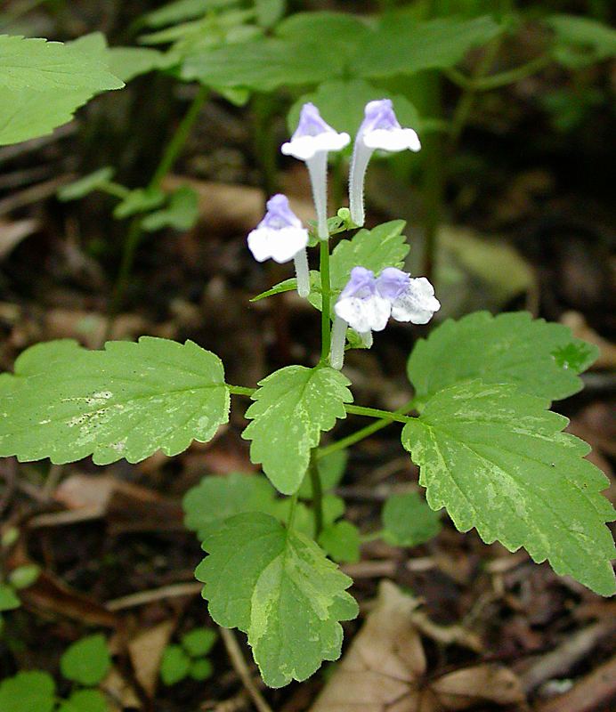 Изображение особи Scutellaria dentata.