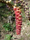 Populus talassica