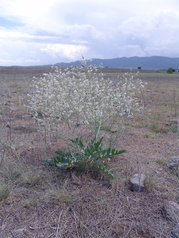 Image of Crambe juncea specimen.