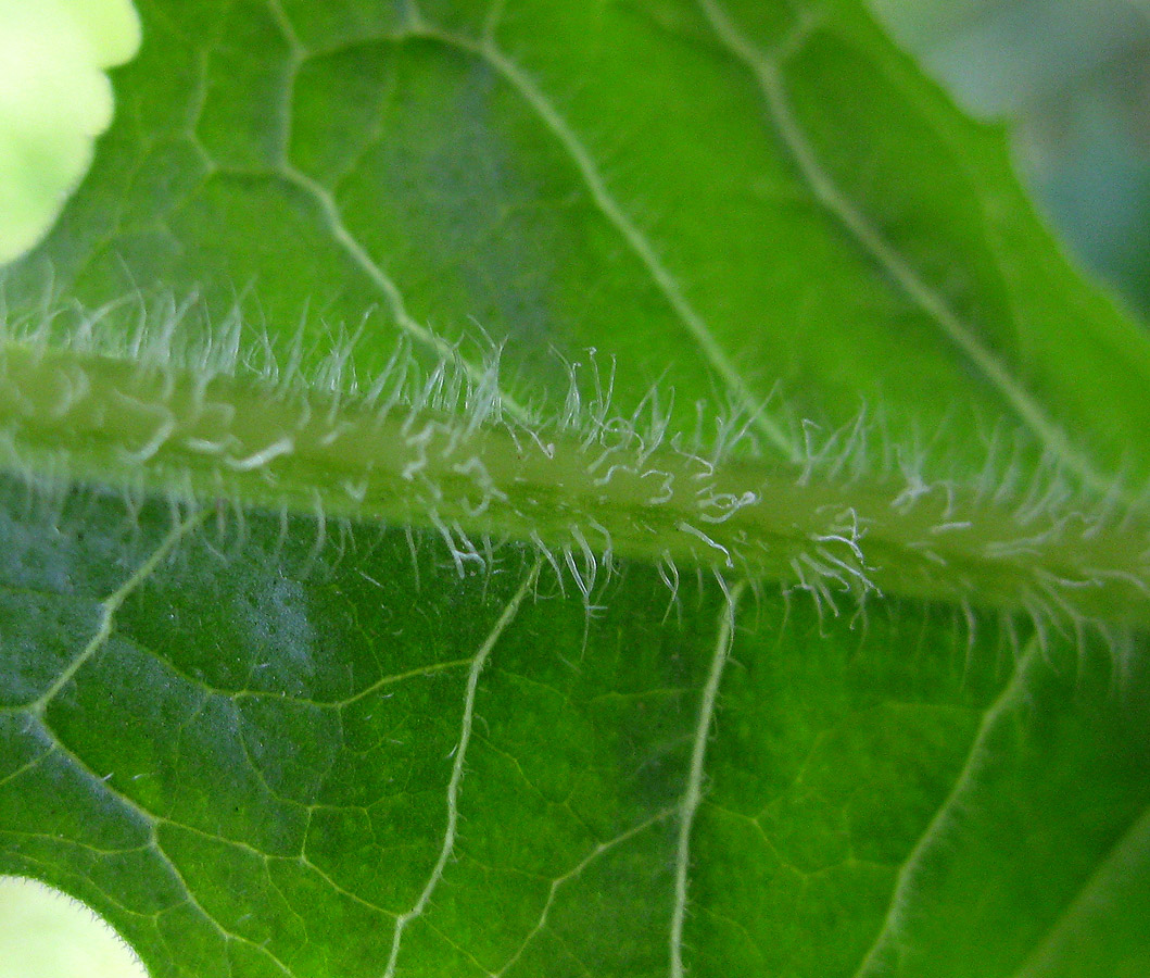 Image of Cichorium intybus specimen.