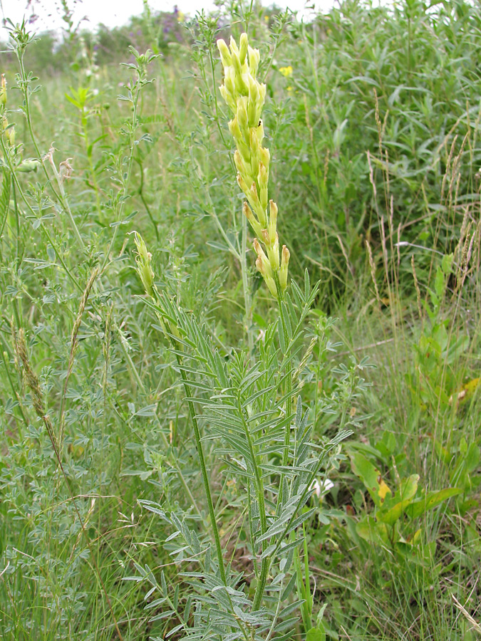 Изображение особи Astragalus asper.