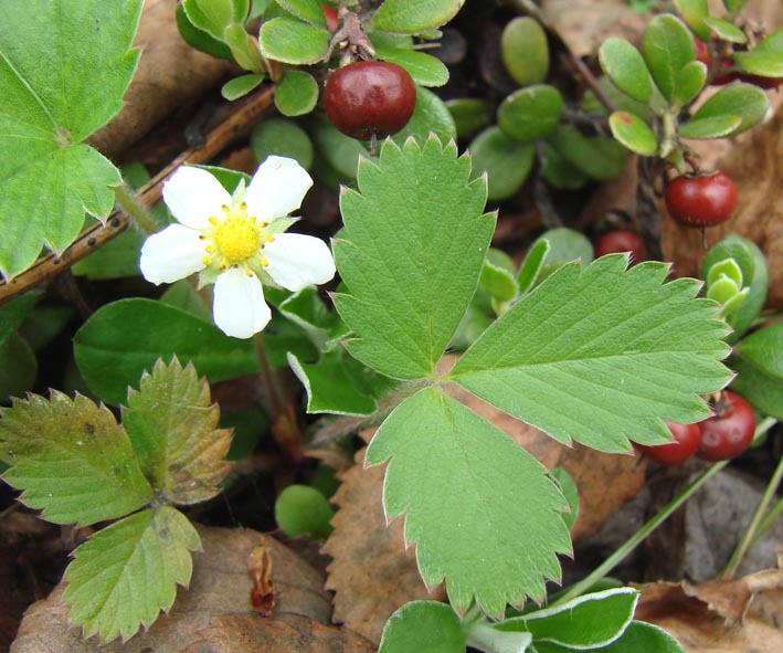 Image of Fragaria mandshurica specimen.