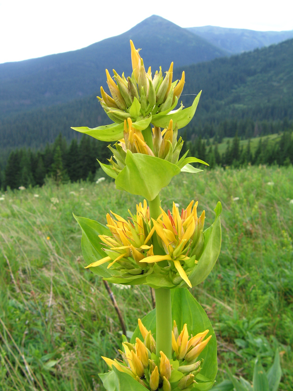 Изображение особи Gentiana lutea.