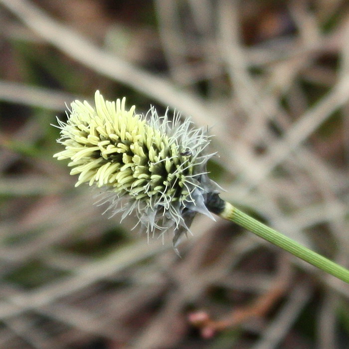 Image of Eriophorum vaginatum specimen.