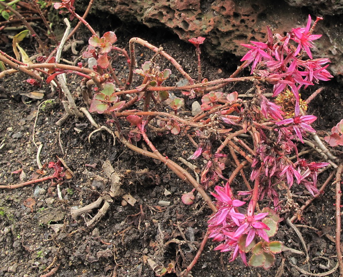 Изображение особи Sedum spurium.