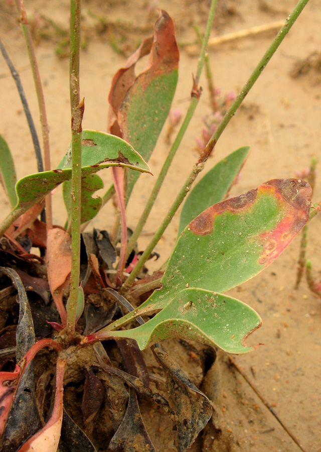 Изображение особи Limonium scoparium.