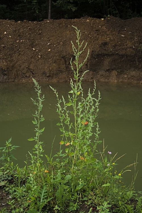 Image of Chenopodium album specimen.