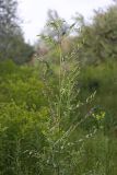 Glycyrrhiza glabra. Верхушка расцветающего растения. Южный Казахстан, правобережье Сыр-Дарьи выше устья Арыси. 26.05.2012.