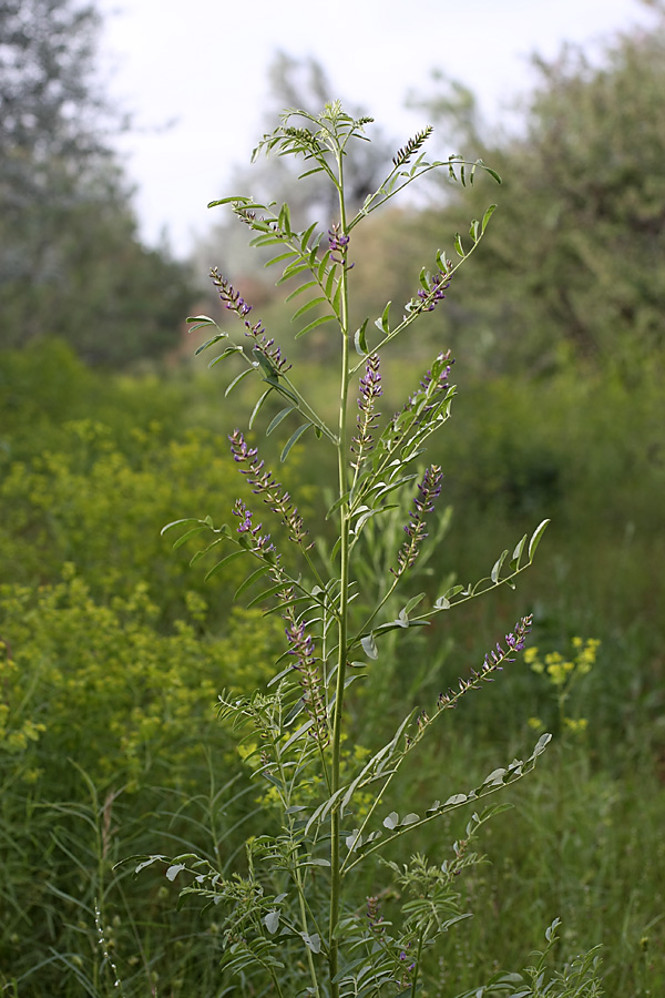 Изображение особи Glycyrrhiza glabra.