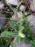 Salix arctica