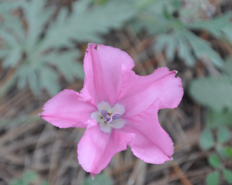 Image of Convolvulus althaeoides ssp. tenuissimus specimen.